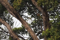 Muscicapa griseisticta
