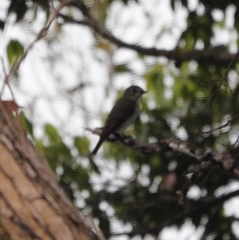 Muscicapa griseisticta
