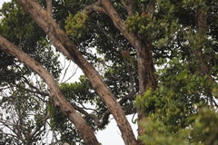 Muscicapa griseisticta