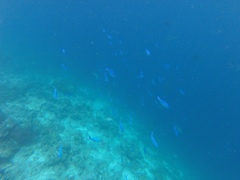 Caesio lunaris