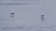 Exocoetidae