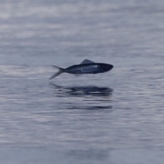 Exocoetidae