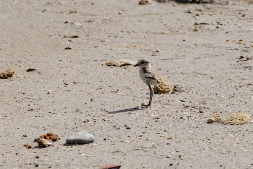 Kentish Plover (Anarhynchus alexandrinus), photo 6