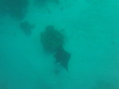 Oceanic manta ray