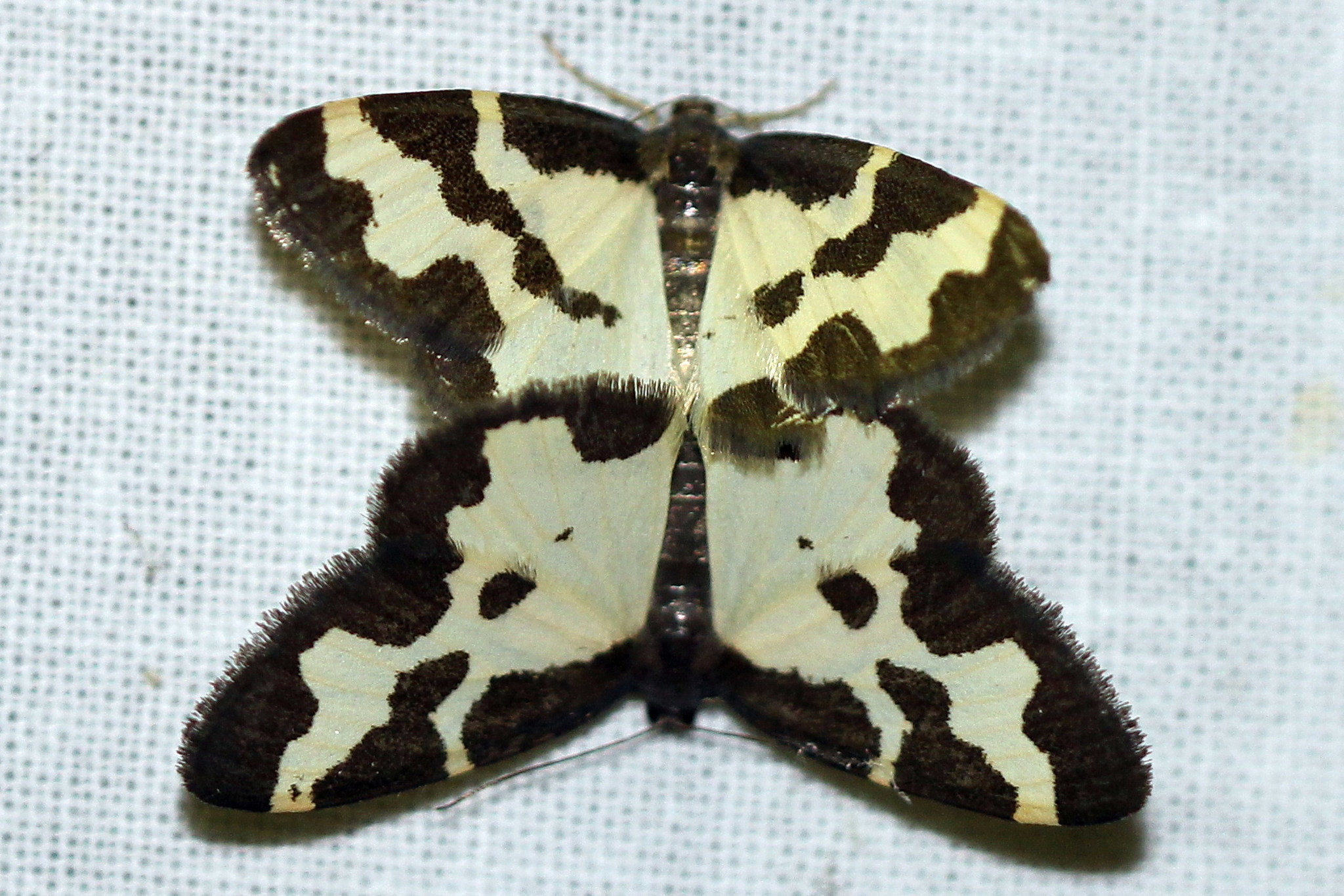 Clouded Border (Lomaspilis marginata)  iNaturalist