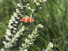 Hermannia trifoliata