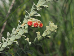 Hermannia trifoliata