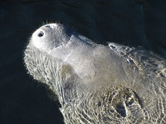 Trichechus manatus latirostris