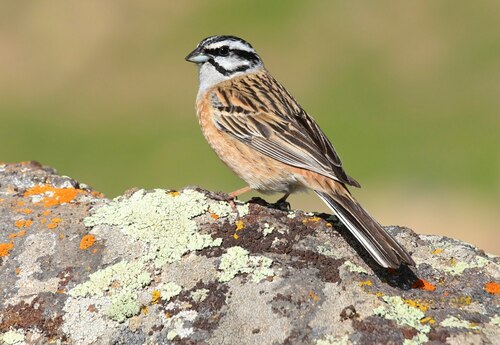Rock Bunting