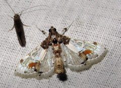 Leucinodes orbonalis