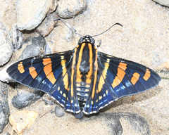 Mimardaris sela