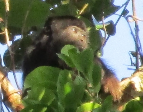 Red-handed Howler Monkey