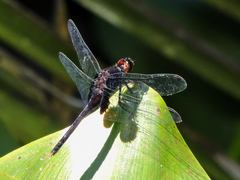 Erythemis attala