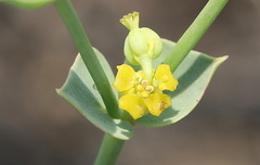 Euphorbia striata