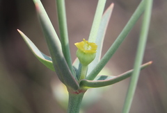 Euphorbia striata