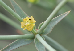 Euphorbia striata