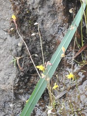 Utricularia bifida