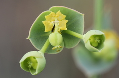 Euphorbia striata