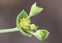 Euphorbia striata
