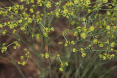 Euphorbia striata