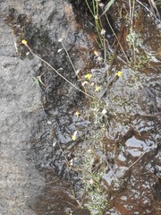 Utricularia bifida