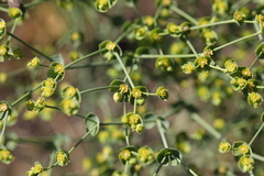 Euphorbia striata