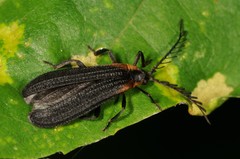 Leptoceletes basalis