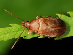 Isomira