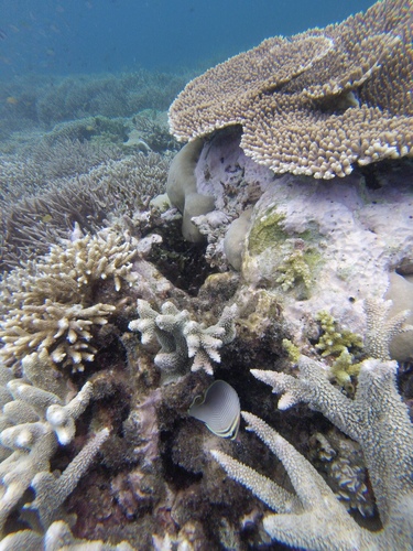 Eastern Triangle Butterflyfish — seen at this dive site