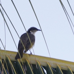 Gavicalis versicolor