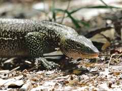 Varanus indicus