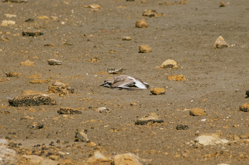 Kentish Plover (Anarhynchus alexandrinus), photo 5