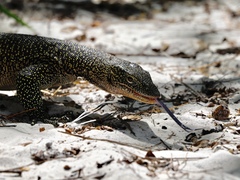 Varanus indicus