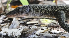 Varanus indicus