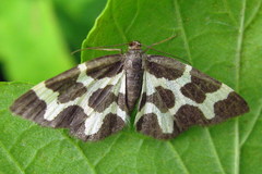 Lomaspilis opis