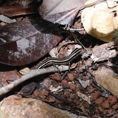 Emoia caeruleocauda