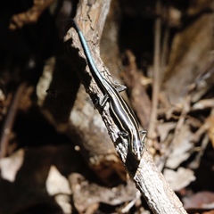 Emoia caeruleocauda