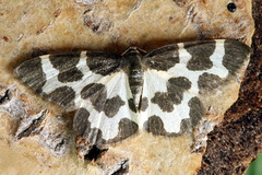Lomaspilis opis nigrita