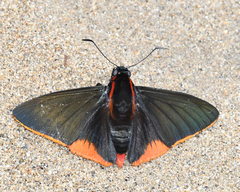 Pyrrhopyge sadia