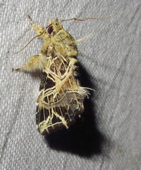 Callopistria