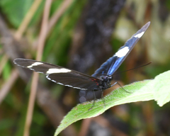 Heliconius congener