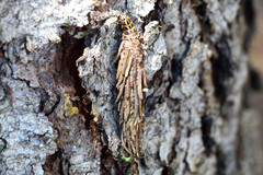 Canephora hirsuta
