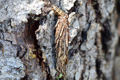 Canephora hirsuta