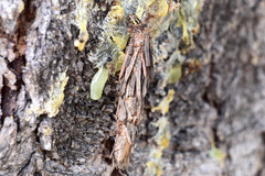 Canephora hirsuta
