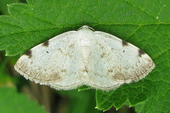 Lomographa bimaculata