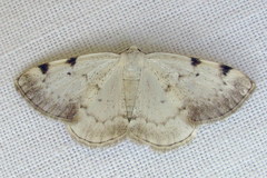 Lomographa bimaculata