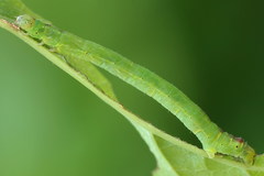 Lomographa bimaculata