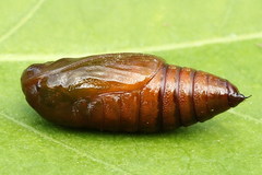 Lomographa bimaculata