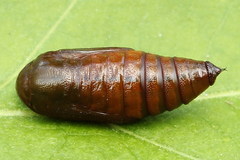 Lomographa bimaculata