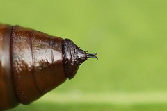 Lomographa bimaculata